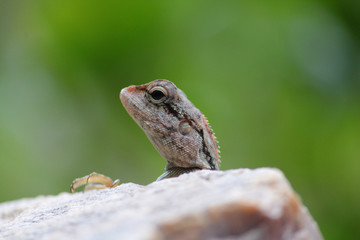 Wild Animal Reptiles Shots