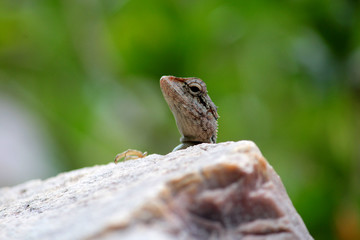 Wild Animal Reptiles Shots