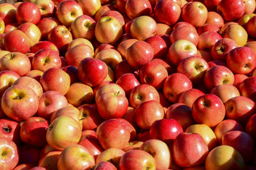 Apples at the Farmer Market