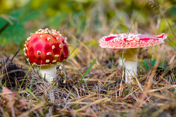 Autumn mushroom Amanita muscaria.