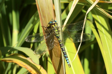 magnifique anax multicolore