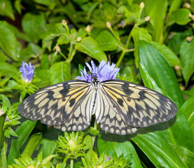 Paper Kite, Idea Leuconoe butterfly