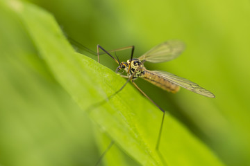 Fototapeta na wymiar yellow mosquito on leaf