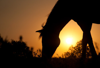 Grazing horse silhouette against rising sun in rich tone