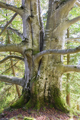 Fototapeta premium Baumstamm einer großen alten Buche