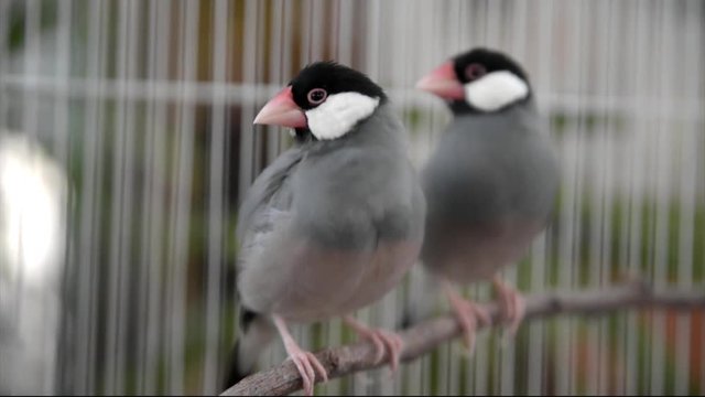  Java rice finch sitting on a branch