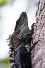 Tropical Iguana in Costa Rica