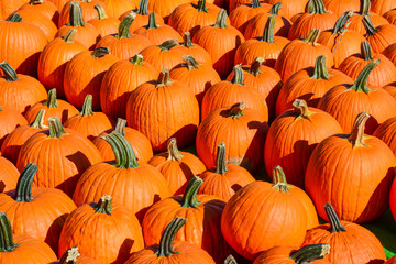 Pumpkins at the Farmer Market