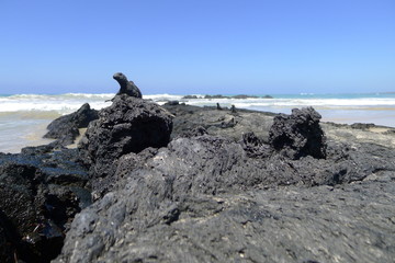 Ecudor, Galapagos, Isabela Island, Marine iguanas