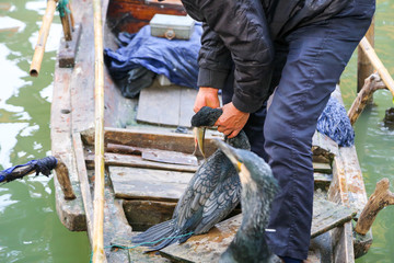 Cormorant In China Bringing Back Fish