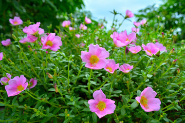 Beaitiful pink flower,Thailand.
