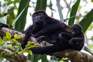 young momma with her baby howler
