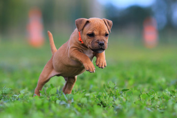 puppy staffordshire bull terrier © melounix