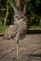 Spotted Thick-knee bird