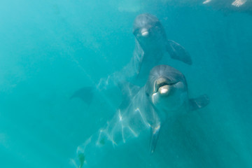 Underwater from Bermuda Island