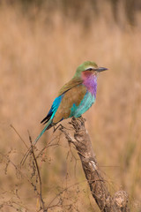 Lilac-breasted Roller sitting on branch