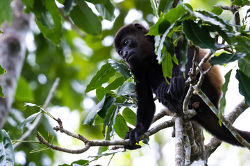 mantled howler monkey - Alouatta palliata
