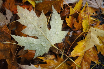 Naklejka na ściany i meble Regentropfen auf feuchtem Laubblatt im Herbst