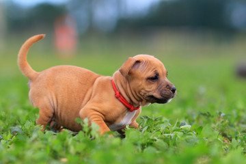puppy staffordshire bull terrier