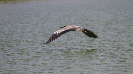 Grey heron fly over lake