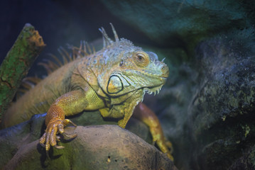 Green Iguana