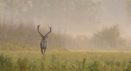 Obraz premium Red dear running in autumn foggy day