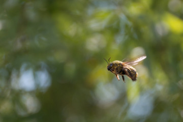 Bumble bee in flight with green bokeh background