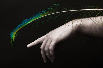 hand man and peacock feather