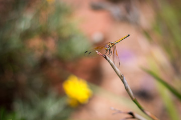 Dragonfly on twig
