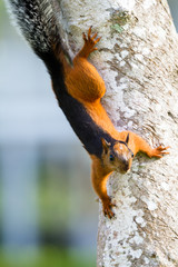 red squirrel with a bushy gray tail