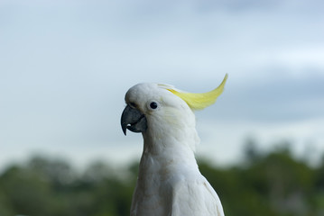 Sulphur Crested Cockatoo