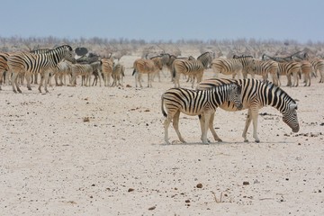 Obraz na płótnie Canvas Zebraherde (Equus quagga) im Etosha Nationalpark