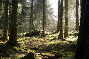 Bright Sun Shining Through Trees in Lush Forest