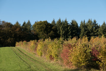 Fototapeta premium Herbstliche Blätter