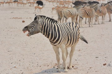 Fototapeta na wymiar wieherndes Steppenzebra (Equus quagga) im Etosha Nationalpark