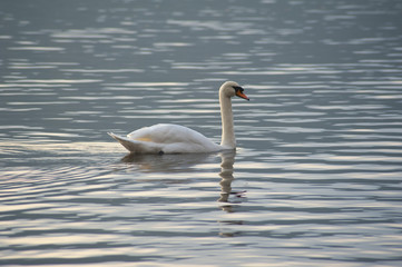 White mute swan swimming on a lake