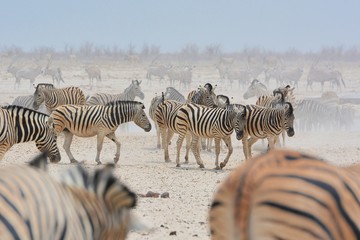 Fototapeta na wymiar Zebraherde (Equus quagga) im Etosha Nationalpark