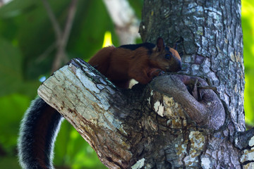 red squirrel with a bushy gray tail