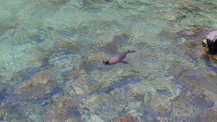 Ecuador, Galapagos, Santa Cruz Island