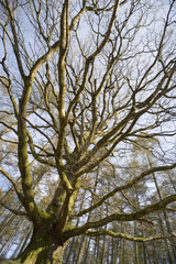 Tall wide angle leafless tree