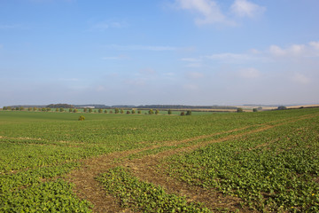 young canola crop