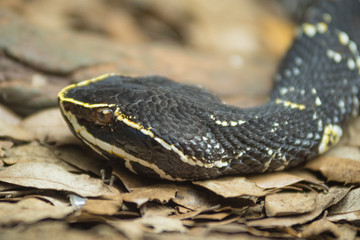 Portrait of a black snake head