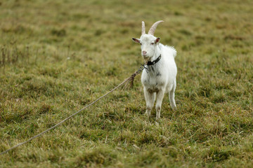 Белый козёл  на лугу