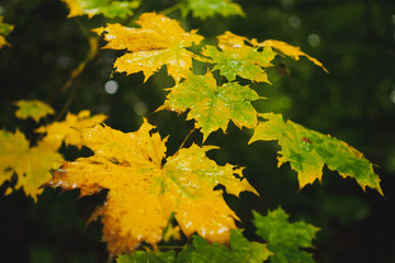 Regennasse Herbstblätter vor unscharfem dunklem Hintergrund