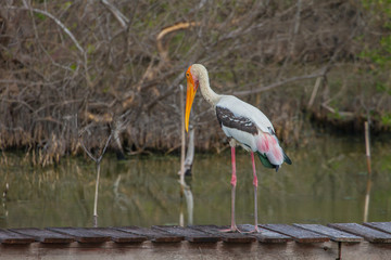 Painted stork, Mycteria leucocephala