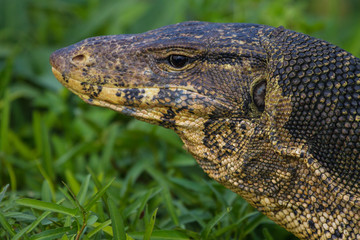 close up Water monitor lizard