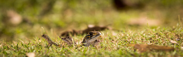 Butterfly Lizard.