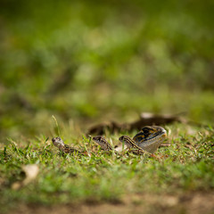 Butterfly Lizard.