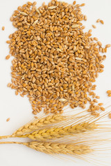 Wheat grains and spikelets wheat on a white background