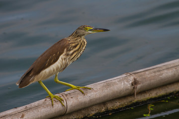 Chinese Pond Heron in the nature